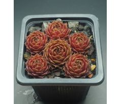 Sempervivum PILATUS