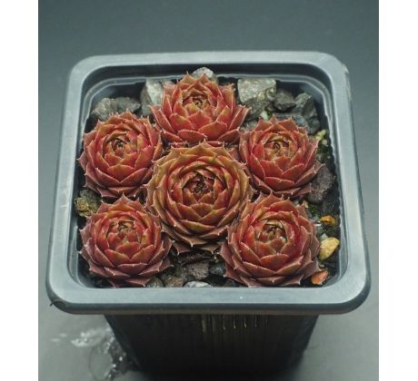 Sempervivum PILATUS