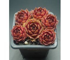 Sempervivum ACHALM