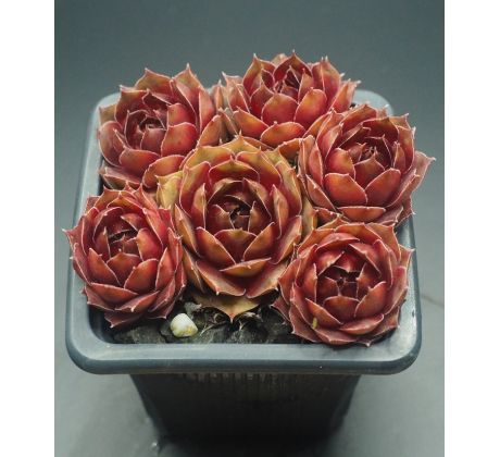 Sempervivum ACHALM