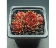 Sempervivum AFIRE LOVE