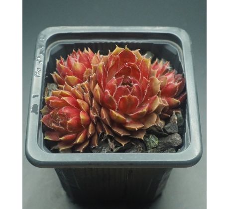 Sempervivum AFIRE LOVE