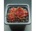 Sempervivum AFIRE LOVE