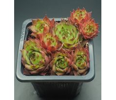 Sempervivum ALARIC