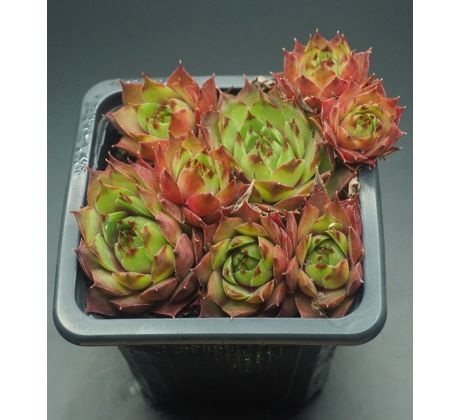 Sempervivum ALARIC