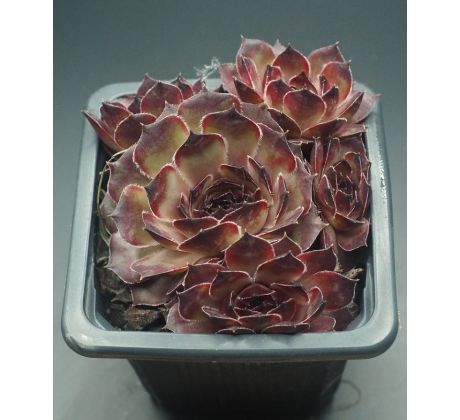 Sempervivum ALMRAUSCH