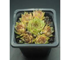 Sempervivum ALSEM