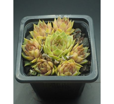 Sempervivum ALSEM