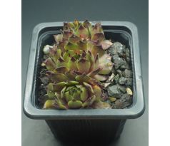 Sempervivum ALSTERFLECKEN