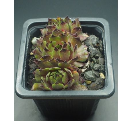 Sempervivum ALSTERFLECKEN