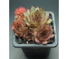 Sempervivum ANDINN CORSON