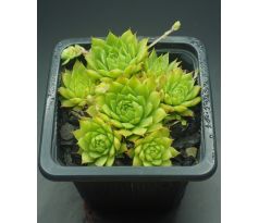 Sempervivum ANDINN CRONE