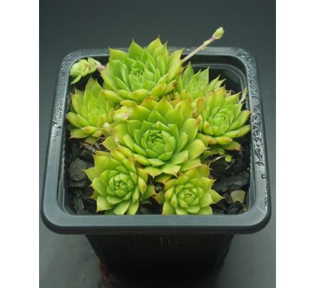 Sempervivum ANDINN CRONE