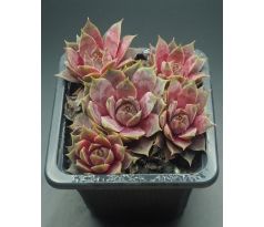 Sempervivum ANDINN GREY EMINENCE