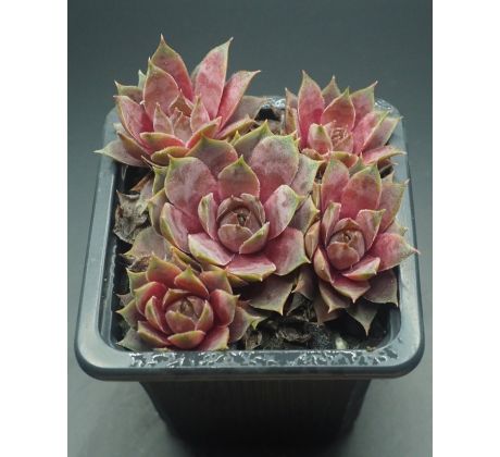 Sempervivum ANDINN GREY EMINENCE