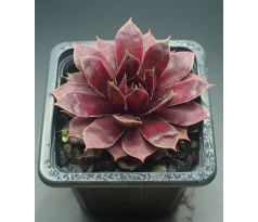 Sempervivum ANDINN LAMBO