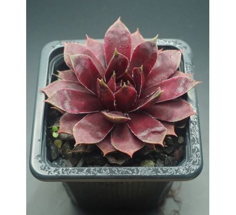 Sempervivum ANDINN LAMBO