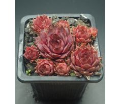 Sempervivum ANDINN TUNRIDA