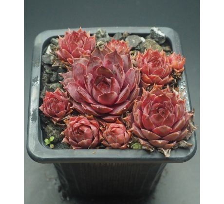 Sempervivum ANDINN TUNRIDA