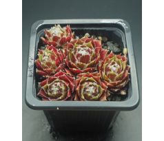 Sempervivum ANN-CHRISTY