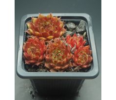 Sempervivum AOSTRO GILBERT