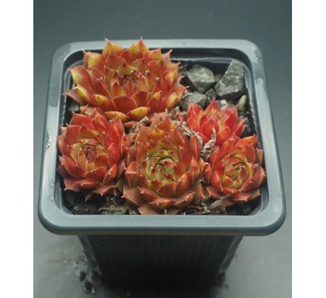 Sempervivum AOSTRO GILBERT