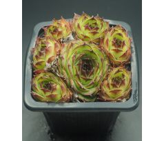 Sempervivum APOLLO