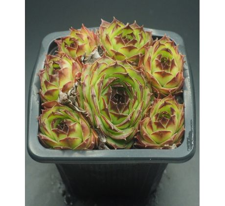 Sempervivum APOLLO