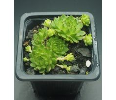 Sempervivum APOLLO`S FROG