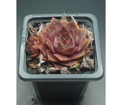 Sempervivum ATHEN