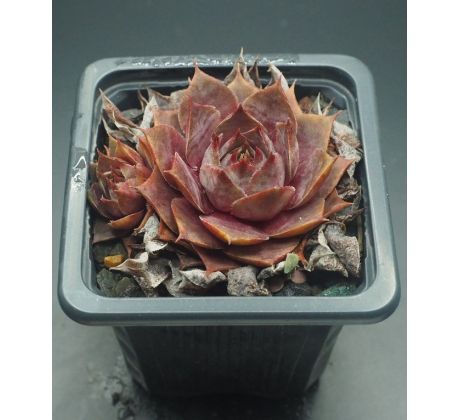 Sempervivum ATHEN