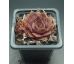 Sempervivum ATHEN