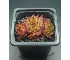 Sempervivum ATLANTIS II