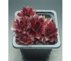 Sempervivum AUGENSTERN