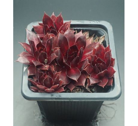 Sempervivum AUGENSTERN