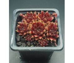 Sempervivum BILBO BEUTLIN