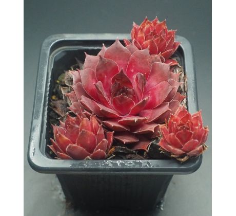 Sempervivum BLACK CLARET