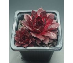 Sempervivum BLACK ROUGE