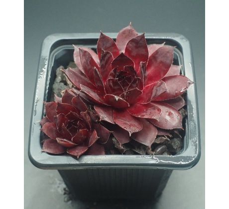 Sempervivum BLACK ROUGE