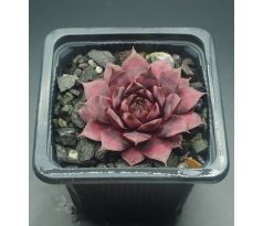 Sempervivum BLAUES BLUT