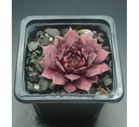 Sempervivum BLAUES BLUT