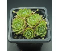 Sempervivum CAECILIA