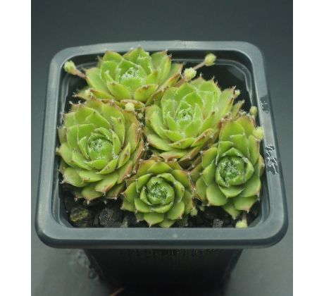 Sempervivum CAECILIA