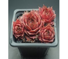 Sempervivum BLUE M82