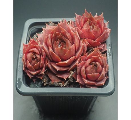 Sempervivum BLUE M82