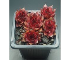 Sempervivum FIRGROVE EARLY RISER