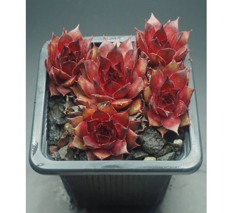 Sempervivum FIRGROVE EARLY RISER