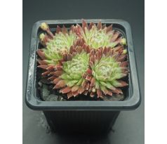 Sempervivum FIRMAMENT