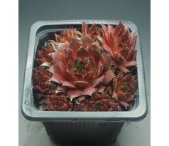 Sempervivum FLAMMENSCHWERT