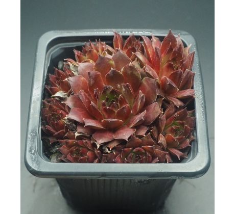 Sempervivum FLAMMENSCHWERT